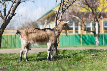 Goats graze  in the village