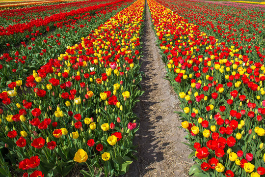 Spring flowers of tulips. The Netherlands flower industry.