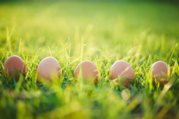 row of eggs on green grass with sun light.