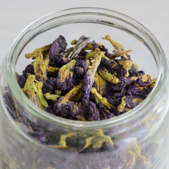 Close up of dried flower of Clitoria ternatea plant for preparing Butterfly pea flower tea, famous Asian deep blue tea.