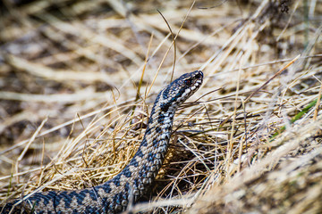 Adder on watch out mode