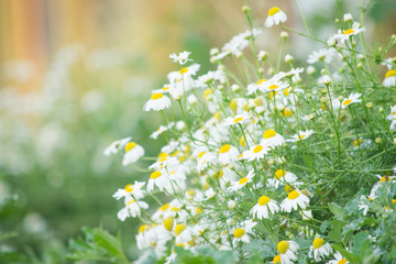 white daisies on a light-green background