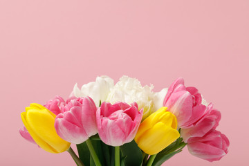 Tender blooming colorful tulips isolated on pink background