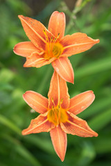 Lovely orange lilies