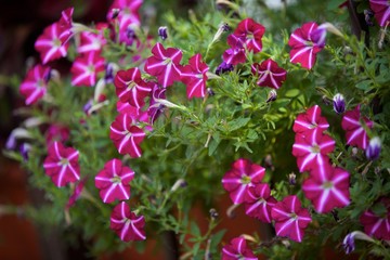 Fototapeta premium Beautiful pink open flowers in a pot on the street. The soft sunlight.