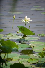 Plants in the wild. Lotus leaves and flowers on the water surface of the pond in the Park