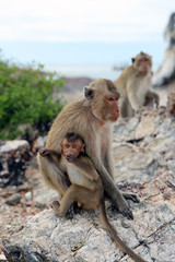 Family of monkey – mother and child