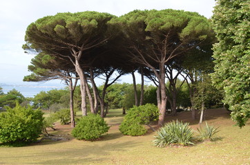 cedar Spain