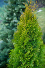 Bush green conifers thuja