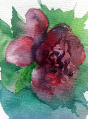 watercolor art  background floral  exotic spring flower peony rose blossom  bloom painting bright  textured  decoration  hand beautiful colorful delicate romantic
