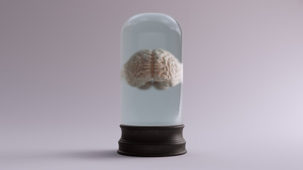 Human Brain Floating in a Liquid in a Bell Jar 3d illustration