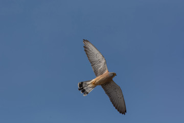 Male Lesser kestrel (Falco naumanni)in  flight over blue skies in the background