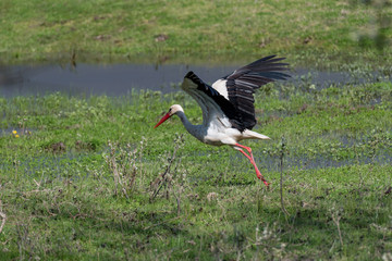 White stork (Ciconia ciconia). Wildlife animal on nature background