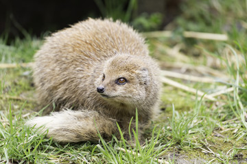 Cynictis penicillata