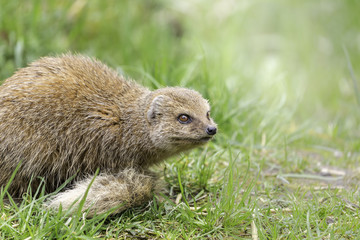 Cynictis penicillata