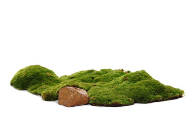 Green moss with rock isolated on white background 
