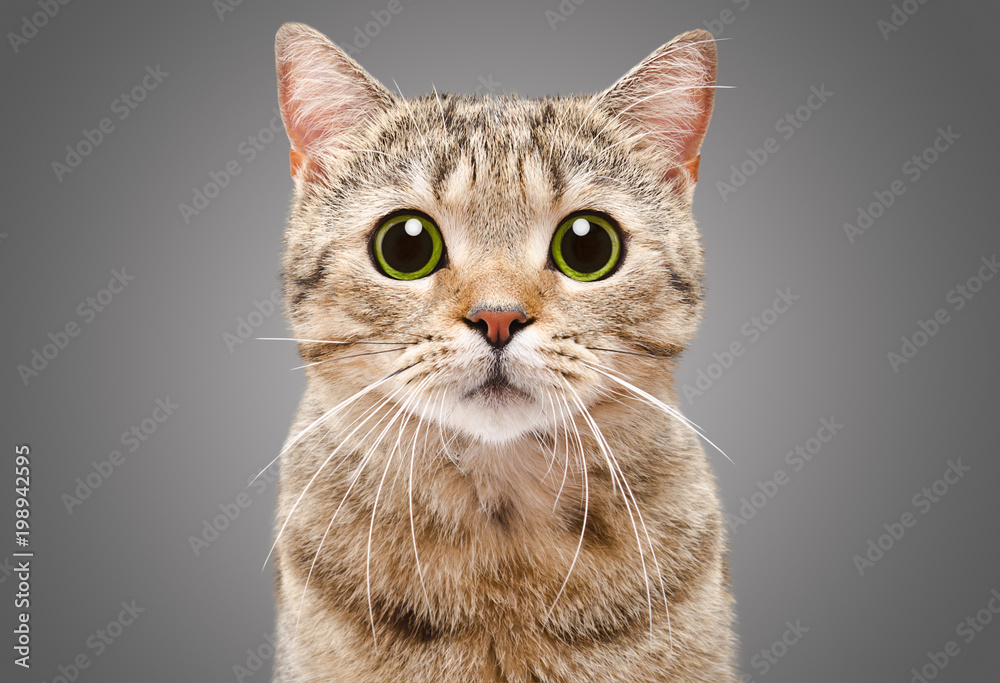 Wall mural portrait of a beautiful cat scottish straight closeup on a gray background