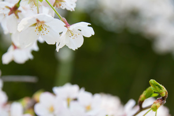 満開の桜の花