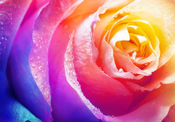 Fototapeta na wymiar Beautiful multicolor roses flower for floral background