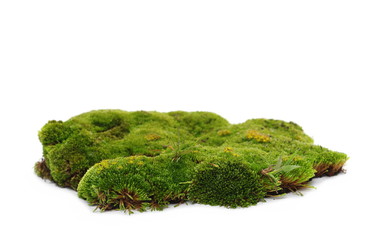 Green moss isolated on white background 