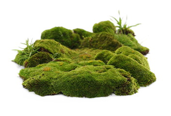 Green moss isolated on white background 