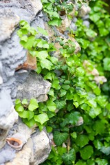 Plants in the wild. wild ivy drags over the rocks