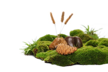 Green moss with reeds, rocks and pine cone isolated on white background 