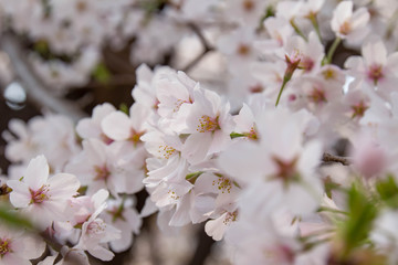 満開の桜の花