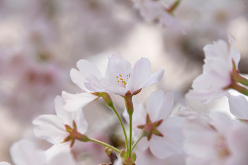 満開の桜の花