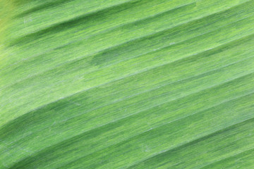 Bright green surface of banana leaves.