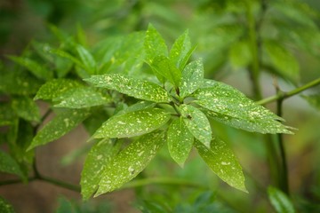 Plants in the wild. Branch with the leaves of the plant in the spring