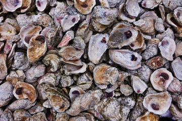 Muscheln
