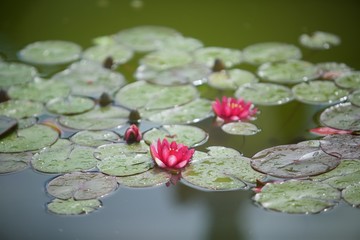 Plants in the wild. Lotus leaves and flowers on the water surface of the pond in the Park
