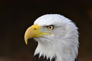 Fototapeta premium Eagle Close Up