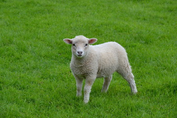 Fototapeta premium Young Lamb