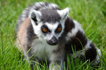 Lemur Face