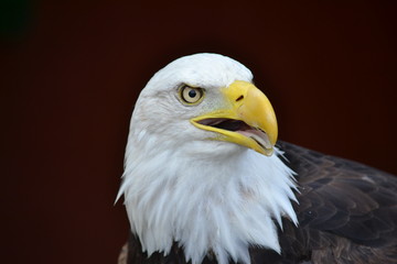 Eagle Side