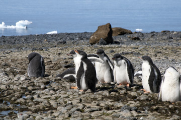 Obraz premium Brown Bluff Antarctica, gentoo fledglings on beach