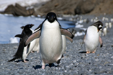 Naklejka premium Brown Bluff Antarctica, adelie penguin running along beach flippers raised