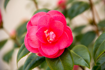 fiore di camelia