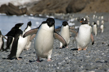 Brown Bluff Antarctica, adelie penguin running along beach
