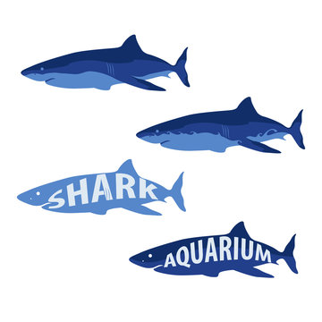 Shark Marine Life Aquarium Vector and Icon for App and Website