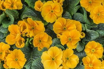 Yellow primrose close-up in the spring garden. Floral background of yellow flowers and green leaves.