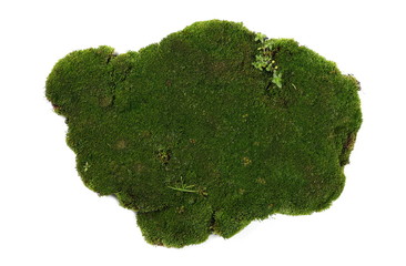 Green moss isolated on white background, top view 