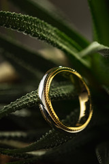 Silver and gold ring on dark green cactus background