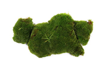 Green moss isolated on white background, top view 