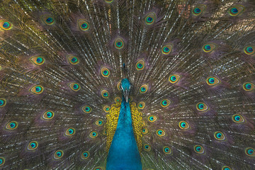 Obraz premium Closeup Peacock Spreading his Tail Feathers