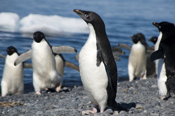 Obraz premium Brown Bluff Antarctica, adelie penguin on pebble beach