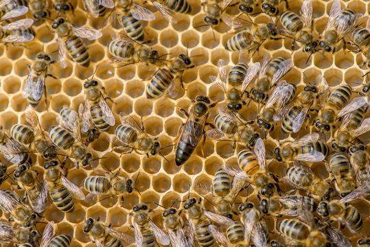 The queen bee swarm - selective focus