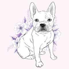 French bulldog, sitting in front of white background